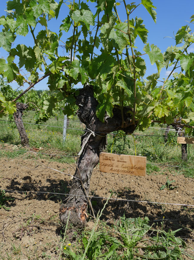 Виноградник на урожай